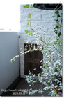 青山茉莉花様