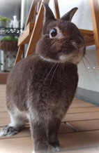 ぴょんのママ