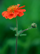1本の花