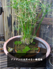 kem's　garden