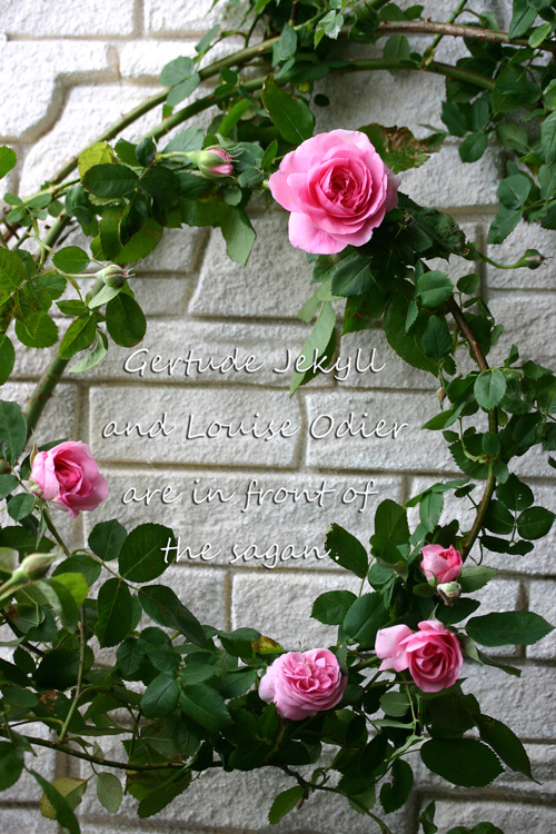 薔薇とラテ・ホワイト 薔薇とラテ・ホワイト