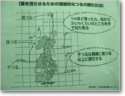 つるの理想的な誘引方法